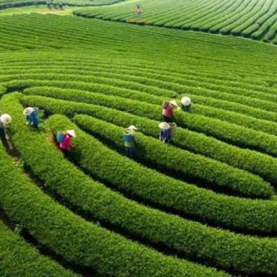  HÀ NỘI - SAPA - LAI CHÂU - ĐIỆN BIÊN - MỘC CHÂU - MAI CHÂU  Thời gian: 5 ngày 4 đêm, đi và về bằng máy bay