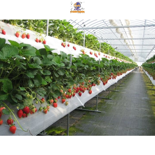 Tour Ghép Đà Lạt 3N3Đ – Miền Du Mục, Mongo Land | Á Châu